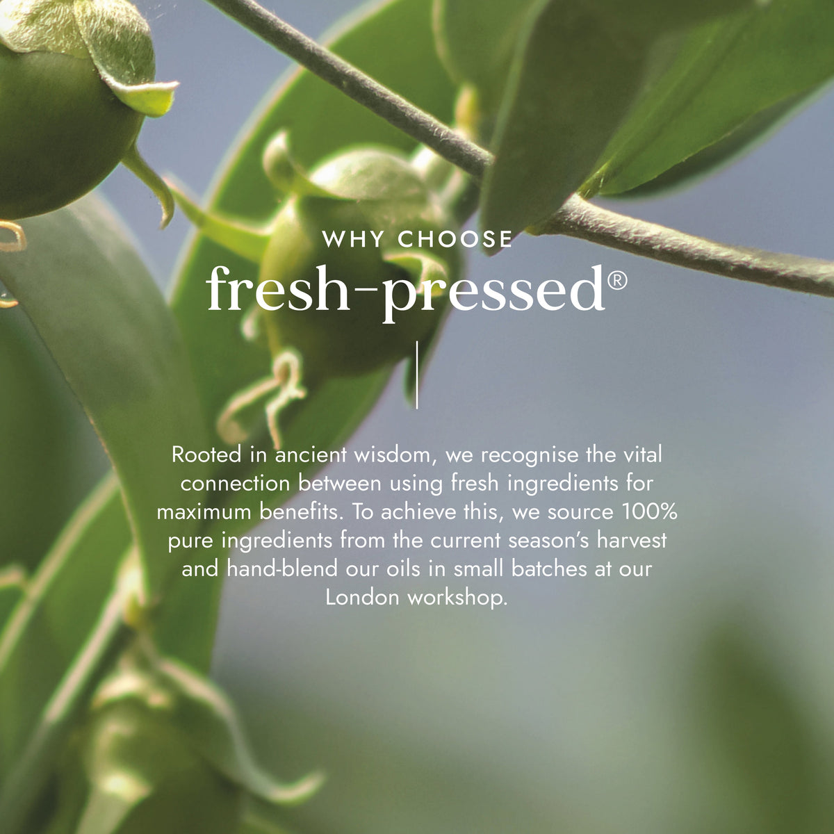 Organic Jojoba Oil 100ml