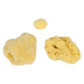 Natural Sea Sponges (3-20 cm) - Sustainably Harvested Exfoliating Bath Sponges