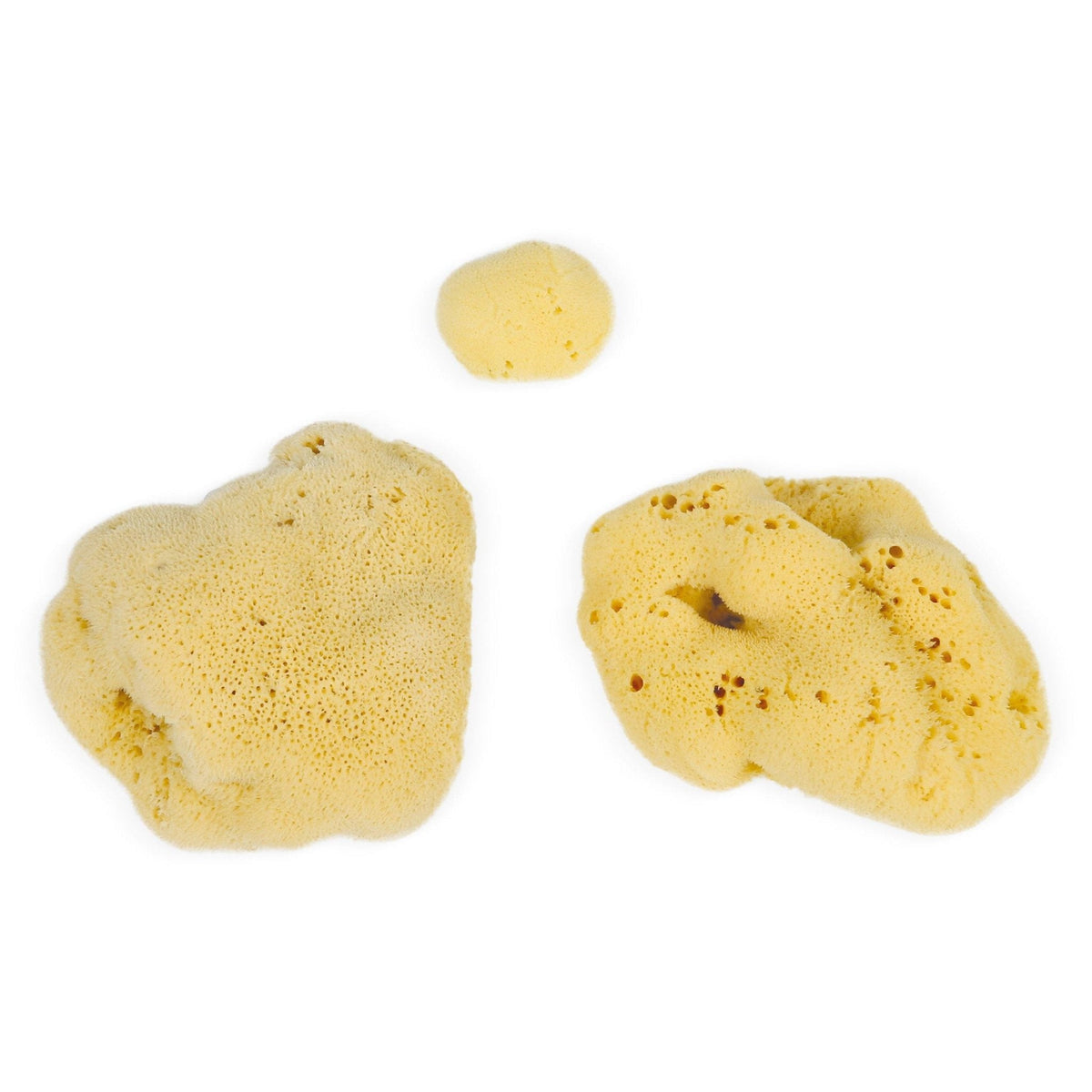 Natural Sea Sponges (3-20 cm) - Sustainably Harvested Exfoliating Bath Sponges